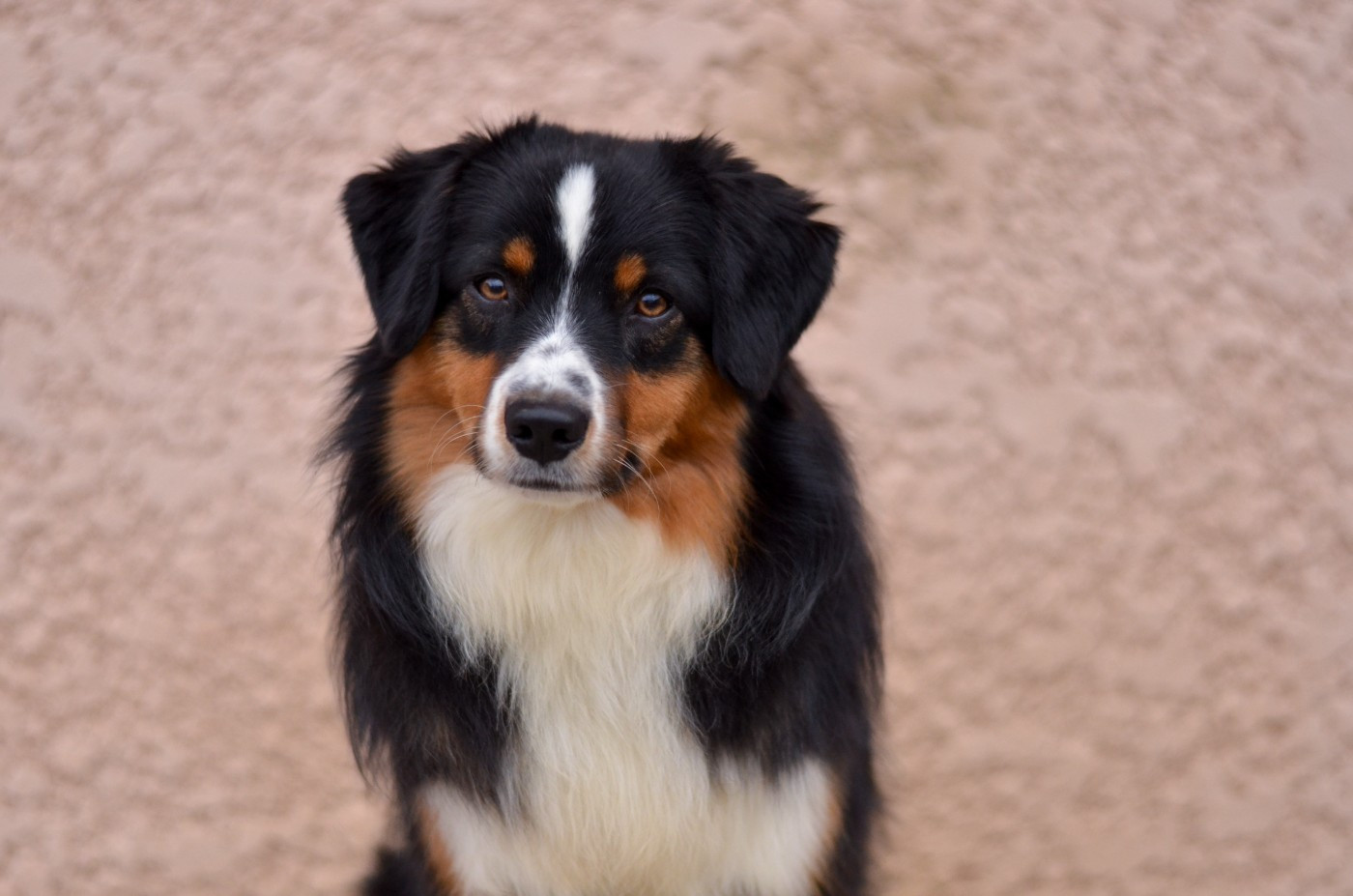 Avada kedavra Of Dragonstone Fire