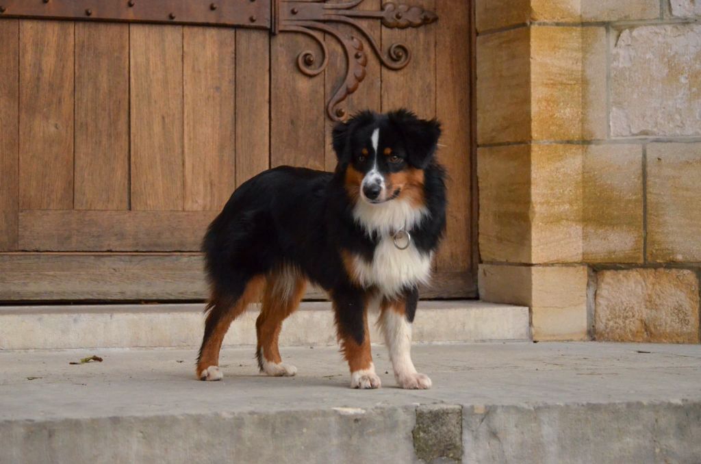 Avada kedavra Of Dragonstone Fire