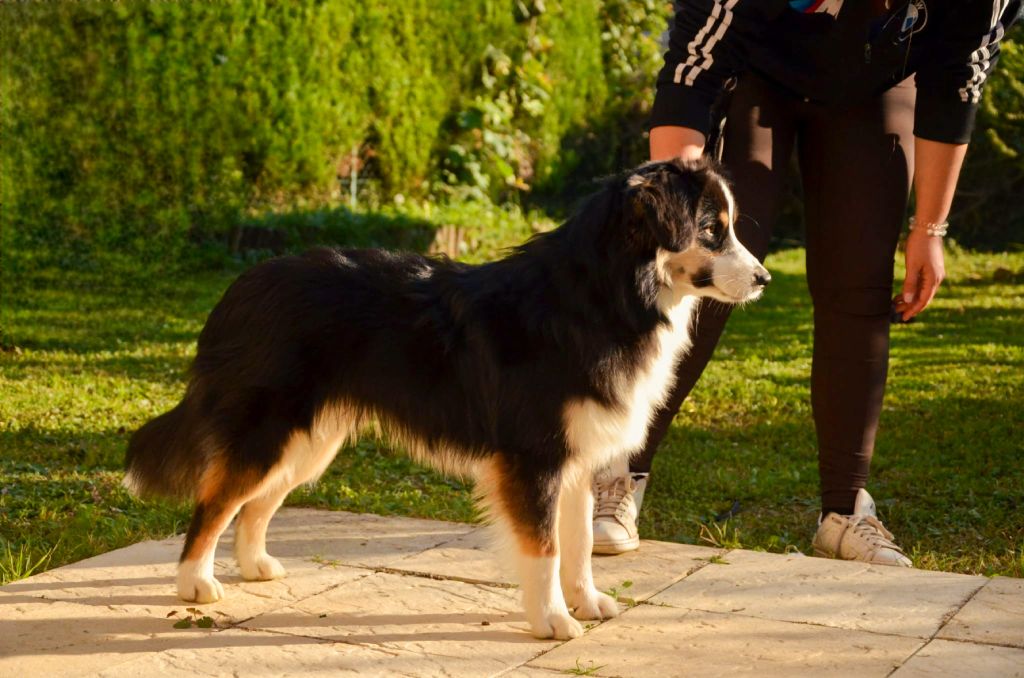 Ascendio Of Dragonstone Fire