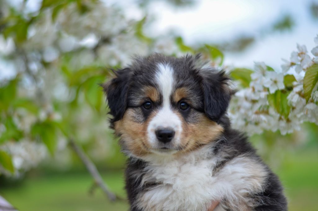 Of Dragonstone Fire - Chiots disponibles - Berger Américain Miniature 