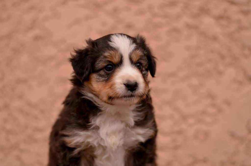 Of Dragonstone Fire - Chiots disponibles - Berger Américain Miniature 
